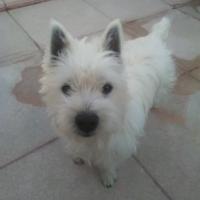 Nina - West Highland White Terrier (Westie, White Terrier  - Femelle stérilisée