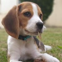 Pomy - Beagle  - Femelle