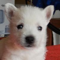 Phébus - West Highland White Terrier (Westie, White Terrier  - Mâle