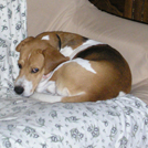 Titeuf - Beagle  - Mâle