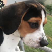 Popeye - Beagle  - Mâle