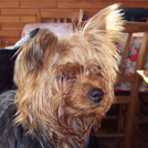 Aloa - Yorkshire Terrier  - Femelle