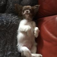 Puppy - Chihuahua (Chihuahueño)  - Femelle