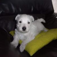 Lennon - West Highland White Terrier (Westie, White Terrier  - Mâle