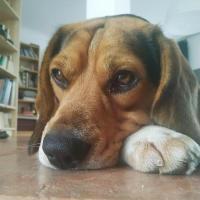 Olymp - Beagle  - Mâle
