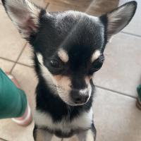 Princesse - Chihuahua (Chihuahueño)  - Femelle stérilisée