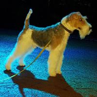 Lully de platemare - Fox Terrier  - Mâle