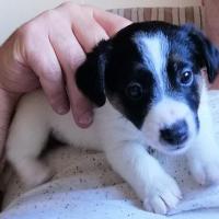 Plume - Jack Russell Terrier (Jack Russell d'Australie)  - Femelle