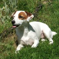 Baylie - Jack Russell Terrier (Jack Russell d'Australie)  - Femelle