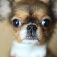 Pirate - Chihuahua (Chihuahueño)  - Femelle