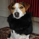 Xena - Jack Russell Terrier (Jack Russell d'Australie)  - Femelle