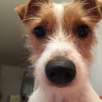 Janka - Jack Russell Terrier (Jack Russell d'Australie)  - Femelle
