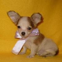 Chihuahua - Chien croisé grande race  - Femelle