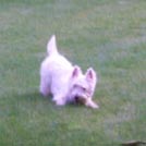 Vito - West Highland White Terrier (Westie, White Terrier  - Mâle
