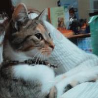 Yuki - Chat domestique poil mi-long  - Femelle stérilisée
