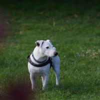 Guismo - Parson Russell Terrier  - Mâle