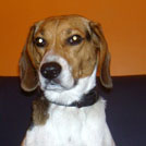 Tessy - Beagle  - Femelle stérilisée