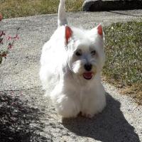 Fabiola - West Highland White Terrier (Westie, White Terrier  - Femelle stérilisée