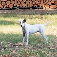 Easy - Parson Russell Terrier  - Femelle stérilisée