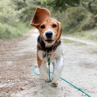 Tango - Beagle  - Mâle