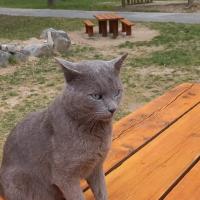 Grisou (chat abandonné et nourrit) - Chartreux  - Mâle