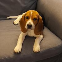 Scout - Beagle  - Mâle