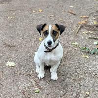Postit - Jack Russell Terrier (Jack Russell d'Australie)  - Mâle