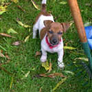 Chloé - Jack Russell Terrier (Jack Russell d'Australie)  - Femelle