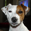 Astings - Jack Russell Terrier (Jack Russell d'Australie)  - Femelle stérilisée