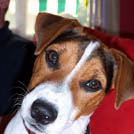 Brooklyn - Jack Russell Terrier (Jack Russell d'Australie)  - Mâle