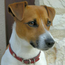 Ayko - Jack Russell Terrier (Jack Russell d'Australie)  - Mâle