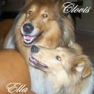 Clovis - Colley à poil long  - Mâle