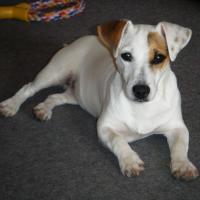 Caina - Jack Russell Terrier (Jack Russell d'Australie)  - Femelle