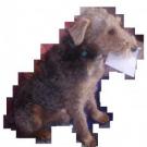 Carl - Airedale Terrier  - Mâle