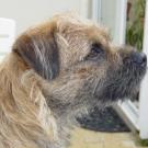 Dundee - Border terrier  - Femelle