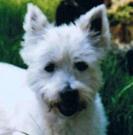 Olympe - West Highland White Terrier (Westie, White Terrier  - Femelle stérilisée