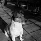 Boy - Jack Russell Terrier (Jack Russell d'Australie)  - Mâle