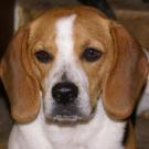 Bonnie - Beagle  - Femelle stérilisée