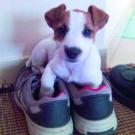 Zoe - Jack Russell Terrier (Jack Russell d'Australie)  - Femelle