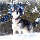 Baltik - Husky Sibérien  - Mâle castré
