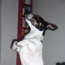 Andy - Jack Russell Terrier (Jack Russell d'Australie)  - Mâle