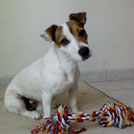 Astra - Jack Russell Terrier (Jack Russell d'Australie)  - Femelle