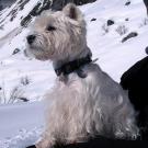 Ugo - West Highland White Terrier (Westie, White Terrier  - Mâle