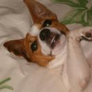 Jack - Jack Russell Terrier (Jack Russell d'Australie)  - Mâle