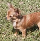 Aria - Chihuahua (Chihuahueño)  - Femelle