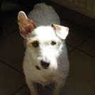 Vity - Jack Russell Terrier (Jack Russell d'Australie)  - Femelle