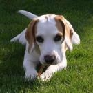 Roxane - Beagle  - Femelle stérilisée