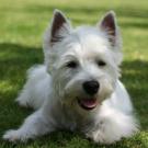 Chuck - West Highland White Terrier (Westie, White Terrier  - Mâle