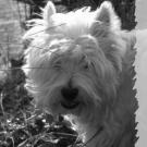 Cidgy - West Highland White Terrier (Westie, White Terrier  - Femelle