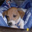 Domino - Jack Russell Terrier (Jack Russell d'Australie)  - Mâle